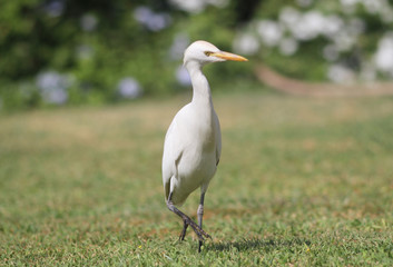 heron, Egypt