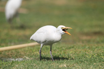 Fototapeta premium heron, Egypt