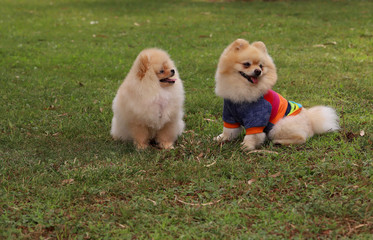 Cute Pomeranian boo breed dogs.