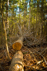 Fallen Tree