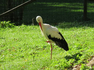 stork in the meadow on one leg