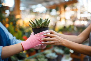 Seller gives plant in a pot to female customer