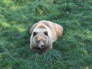 European brown bear in the meadow
