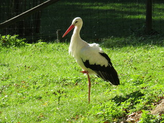 stork in the meadow on one leg