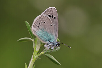 Blue Bream Butterfly ; Glaucopsyche alexis