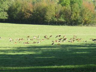 deer in the meadow