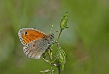 Little Bouncy Fairy butterfly / Coenonympha pamphilus