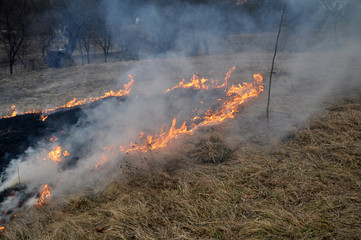 Fototapeta premium In spring, a dry grass is burned