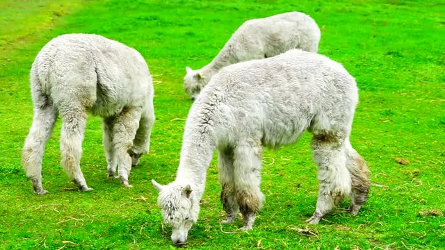 Alpacas and sheep eatin grass on a cloudy day