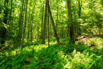 Fotobehang Groen forest in the morning  © Charley