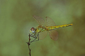 Dragonfly beetle, dragonfly