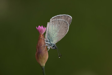 Bream blue butterfly  Glaucopsyche alexis © mylasa
