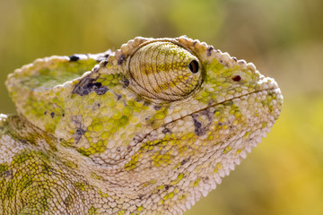 chameleon