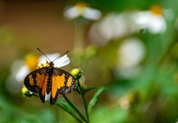 Acraea acerata (the falls acraea or small yellow-banded acraea) butterfly resting of a flower in Entebbe, Uganda