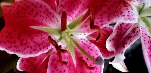 Obraz na płótnie Canvas pink lily