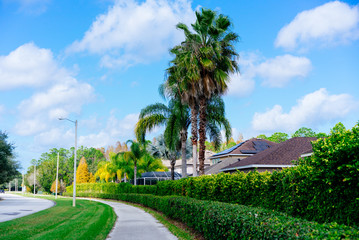 Obraz premium Green Ivy Wall and palm tree