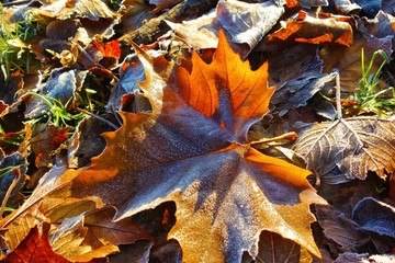 Frosted Autumn leaves.