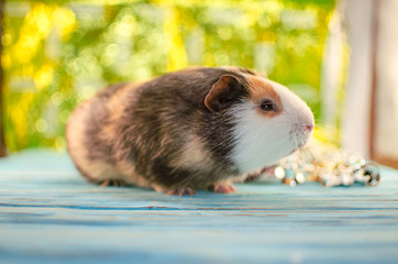 guinea pig, new year, good bokeh, and card