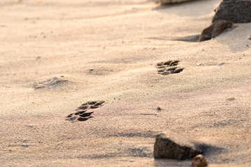Fototapeta na wymiar Trace of dog paws on the sand