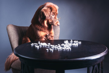 Hund mit Tabletten