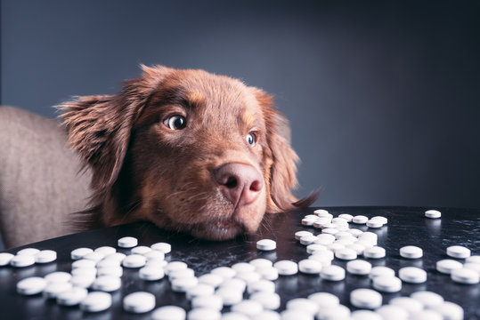 Hund mit Tabletten