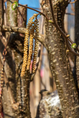 Macro shot of a male blossom of a hazelnut (Corylus avellana) in the sunshine.