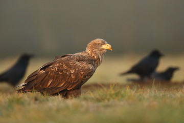 White tailed eagle (Haliaeetus albicilla)