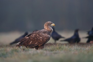 White tailed eagle (Haliaeetus albicilla)