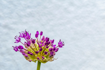 Closeup of the blossom of a Persian onion (allium cristophii) in the sunshine.