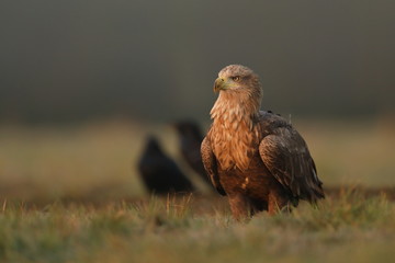 White tailed eagle (Haliaeetus albicilla)