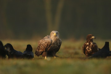 White tailed eagle (Haliaeetus albicilla)
