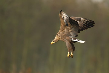White tailed eagle (Haliaeetus albicilla)
