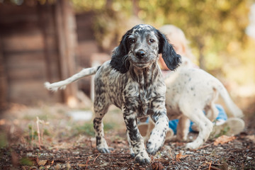 Cute english setter puppy playing in the farm. White hunting dog on black and brown dots. Playful...