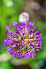Obraz premium Closeup of the blossom of a Persian onion (allium cristophii) in the sunshine.