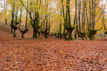 Otzarreta beech in autumn, Biscay, Basque Country