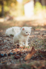Adorable white kitten with blue eyes standing on the yard and searching mom. White cat with blue eyes.
