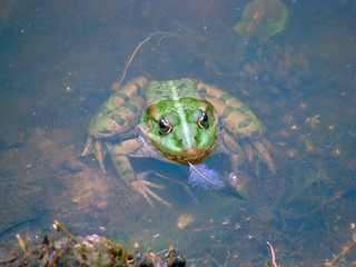 Frog with feather