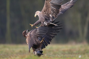 White tailed eagle (Haliaeetus albicilla)