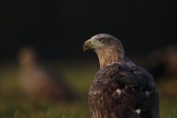 White tailed eagle (Haliaeetus albicilla)