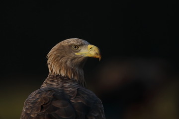 White tailed eagle (Haliaeetus albicilla)