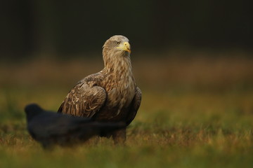 White tailed eagle (Haliaeetus albicilla)
