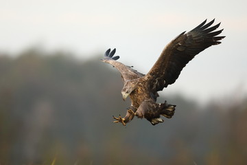 White tailed eagle (Haliaeetus albicilla)