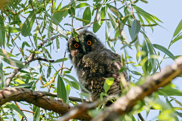 Long-eared owl asio otus juvenile sitting on branch of tree. Cute young nocturnal raptor bird in wildlife.