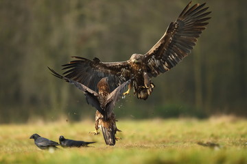 White tailed eagle (Haliaeetus albicilla)