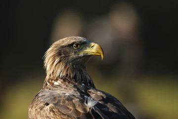 White tailed eagle (Haliaeetus albicilla)