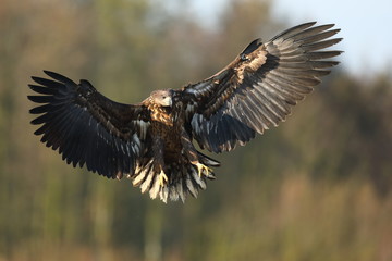 White tailed eagle (Haliaeetus albicilla)