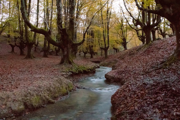 Obraz premium Otzarreta beech in autumn, Biscay, Basque Country