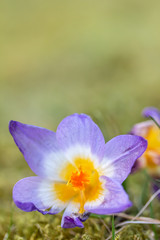 A composition of crocus, plural crocuses or croci