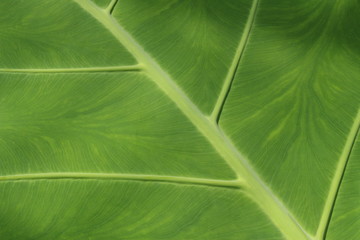 "Giant Elephant Ear" plant leaf (or Indian Taro) in St. Gallen, Switzerland. Its Latin name is Colocasia Gigantea, native to Southeast Asia.