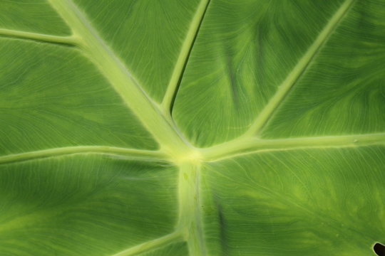 "Giant Elephant Ear" plant leaf (or Indian Taro) in St. Gallen, Switzerland. Its Latin name is Colocasia Gigantea, native to Southeast Asia.